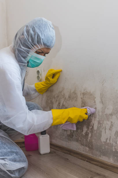 Best Mold Damage Restoration  in Brier, WA